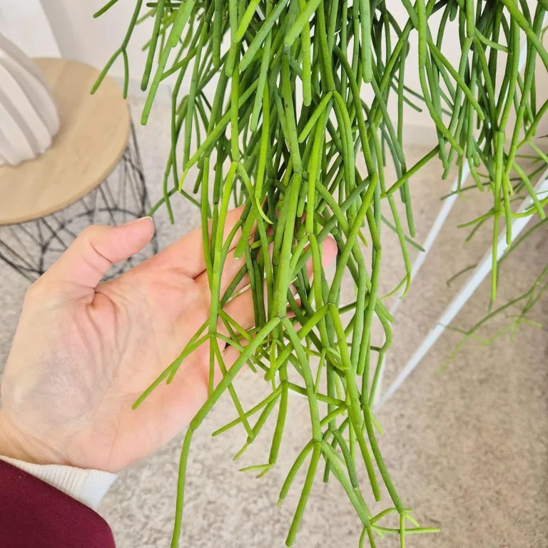 Patyczak ripsalis (Rhipsalis Heteroclada) 30cm