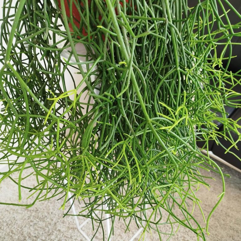 Patyczak, ripsalis (Rhipsalis Heteroclada) 70cm