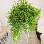 Patyczak ripsalis (Rhipsalis Heteroclada) 30cm