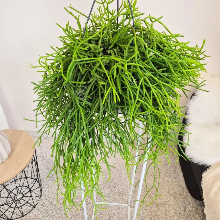 Patyczak ripsalis (Rhipsalis Heteroclada) 30cm