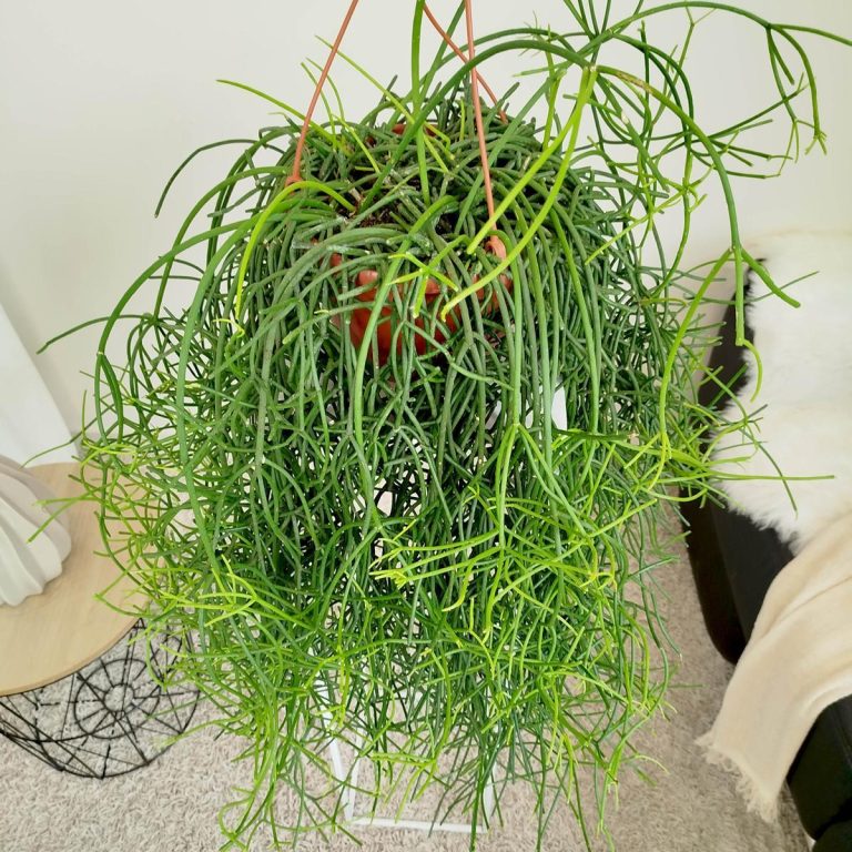 Patyczak, ripsalis (Rhipsalis Heteroclada) 70cm