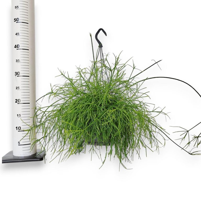 Patyczak, ripsalis (Rhipsalis 'Oasis') 35cm