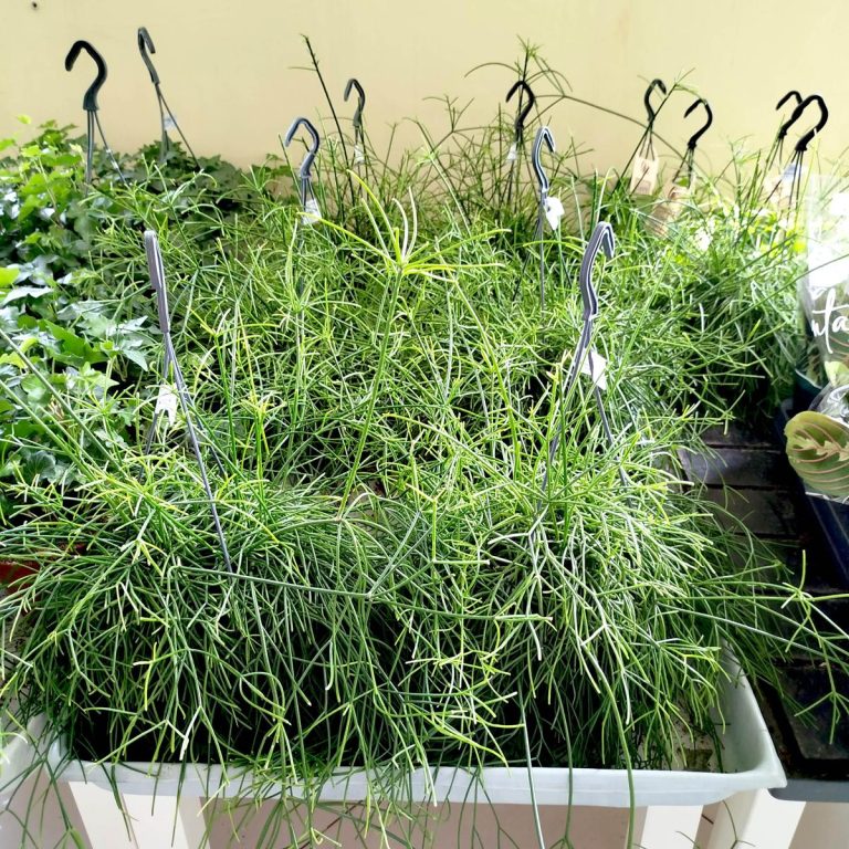 Patyczak, ripsalis (Rhipsalis 'Oasis') 35cm