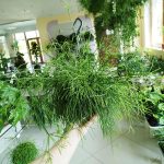 Patyczak, ripsalis (Rhipsalis 'Oasis') 35cm