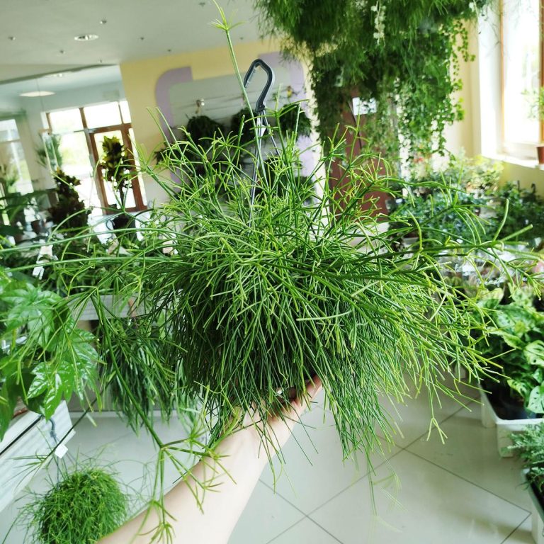 Patyczak, ripsalis (Rhipsalis 'Oasis') 35cm