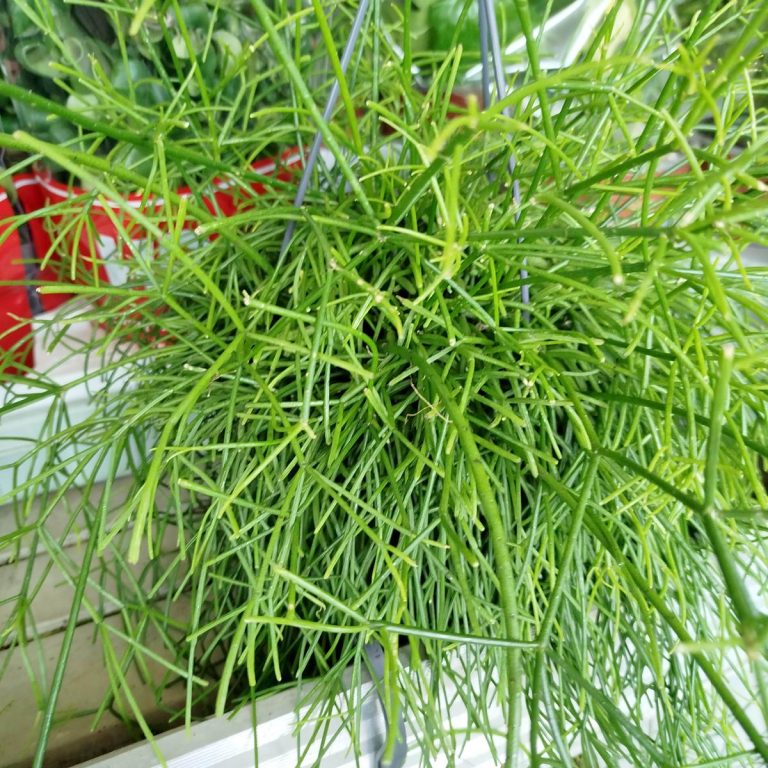 Patyczak, ripsalis (Rhipsalis 'Oasis') 35cm