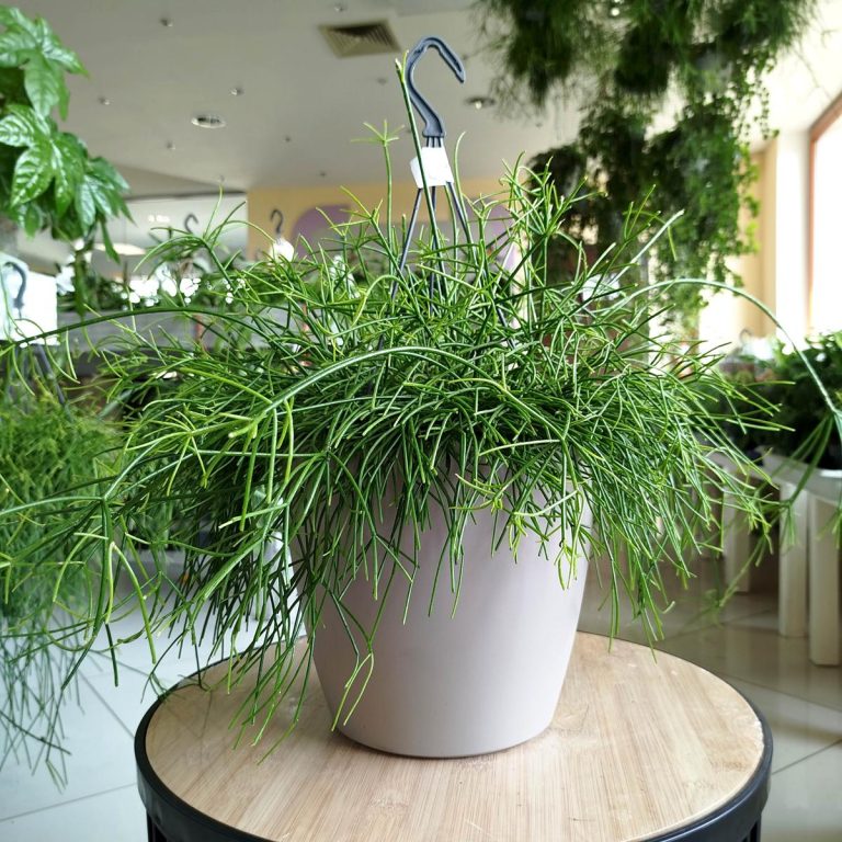 Patyczak, ripsalis (Rhipsalis 'Oasis') 35cm