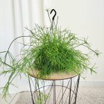 Patyczak, ripsalis (Rhipsalis 'Oasis') 35cm