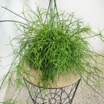 Patyczak, ripsalis (Rhipsalis 'Oasis') 35cm