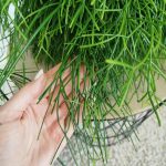 Patyczak, ripsalis (Rhipsalis 'Oasis') 35cm