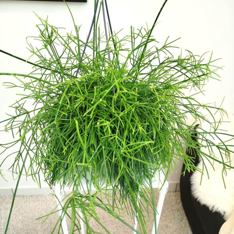 Patyczak, ripsalis (Rhipsalis 'Oasis') 35cm