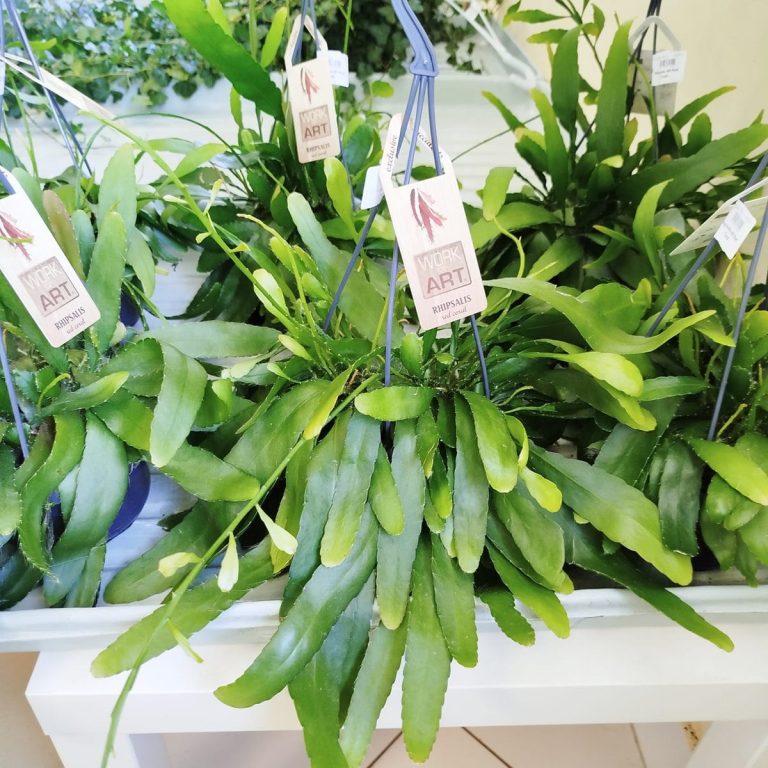 Patyczak ripsalis (Rhipsalis Ramulosa 'Red Coral') 35cm