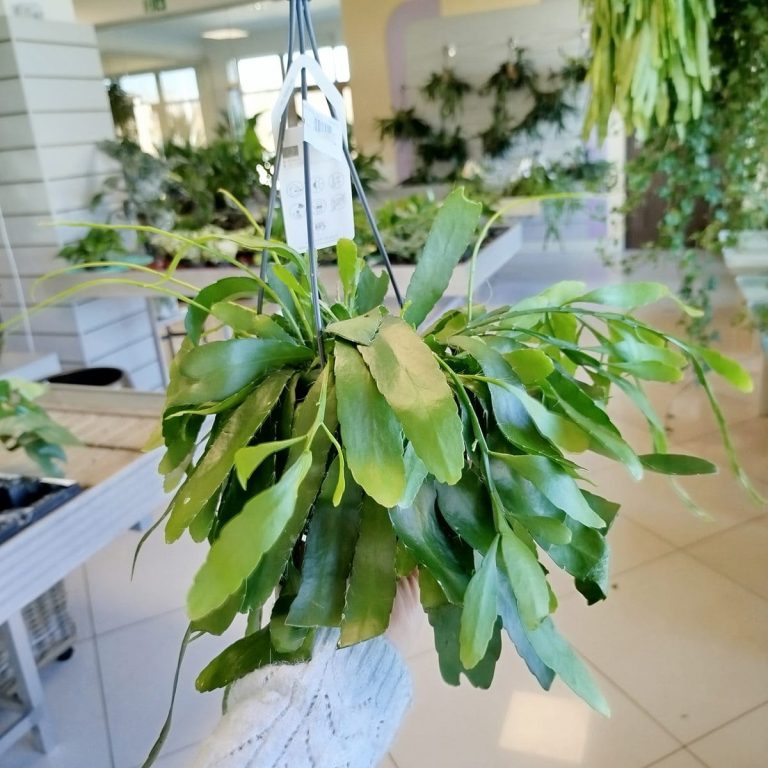 Patyczak ripsalis (Rhipsalis Ramulosa 'Red Coral') 35cm