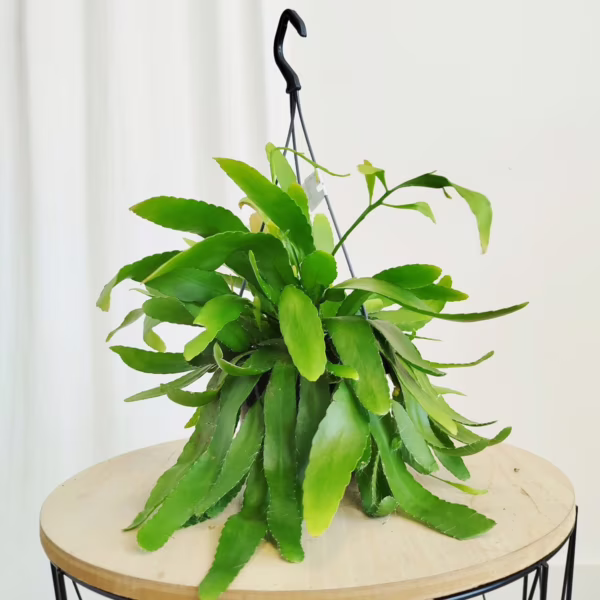 Patyczak ripsalis (Rhipsalis Ramulosa 'Red Coral') 30-35cm