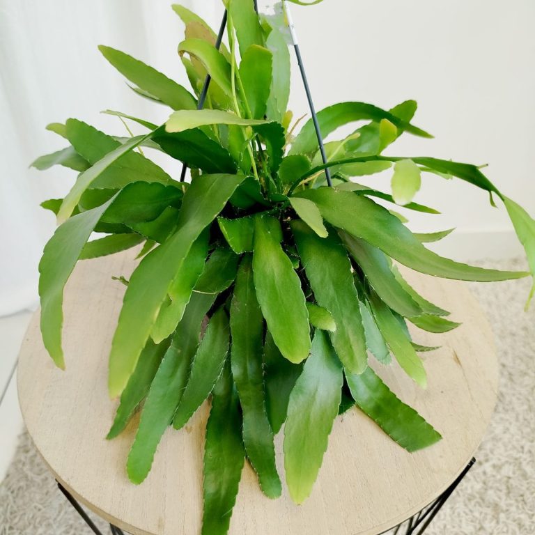 Patyczak ripsalis (Rhipsalis Ramulosa 'Red Coral') 35cm