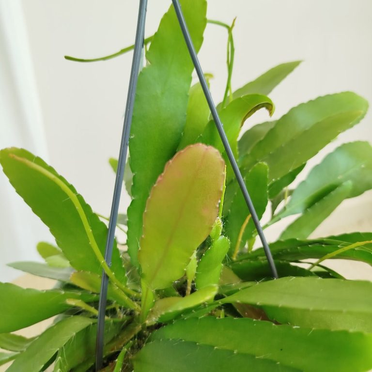 Patyczak ripsalis (Rhipsalis Ramulosa 'Red Coral') 35cm