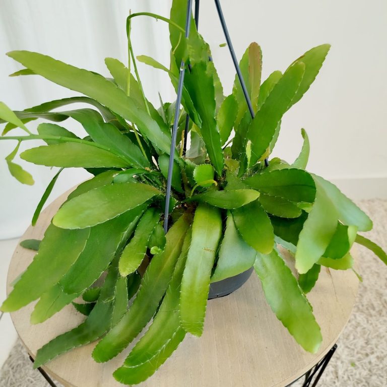 Patyczak ripsalis (Rhipsalis Ramulosa 'Red Coral') 35cm