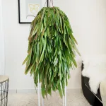 Patyczak ripsalis (Rhipsalis Ramulosa 'Red Coral') 90cm