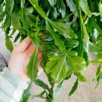 Patyczak, ripsalis (Rhipsalis crispata) 55cm