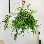 Patyczak, ripsalis (Rhipsalis crispata) 55cm