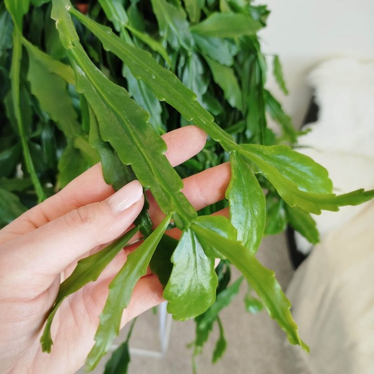 Patyczak, ripsalis (Rhipsalis crispata) 55cm