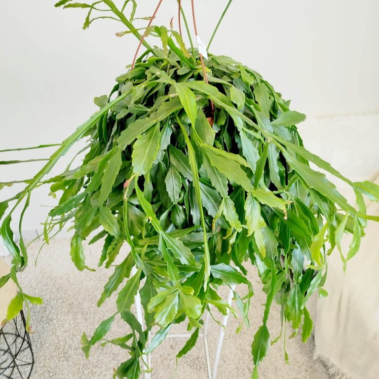 Patyczak, ripsalis (Rhipsalis crispata) 55cm