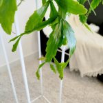 Patyczak, ripsalis (Rhipsalis crispata) 55cm