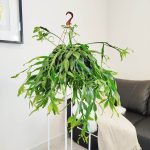 Patyczak, ripsalis (Rhipsalis crispata) 55cm