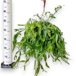 Patyczak, ripsalis (Rhipsalis crispata) 55cm