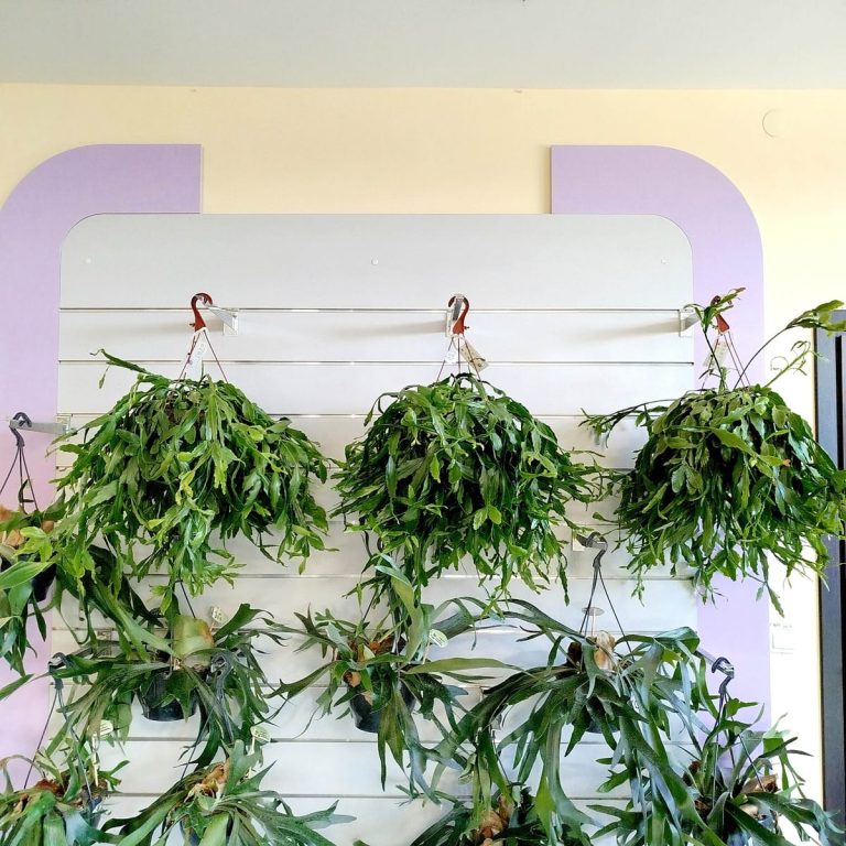 Patyczak, ripsalis (Rhipsalis crispata) 55cm