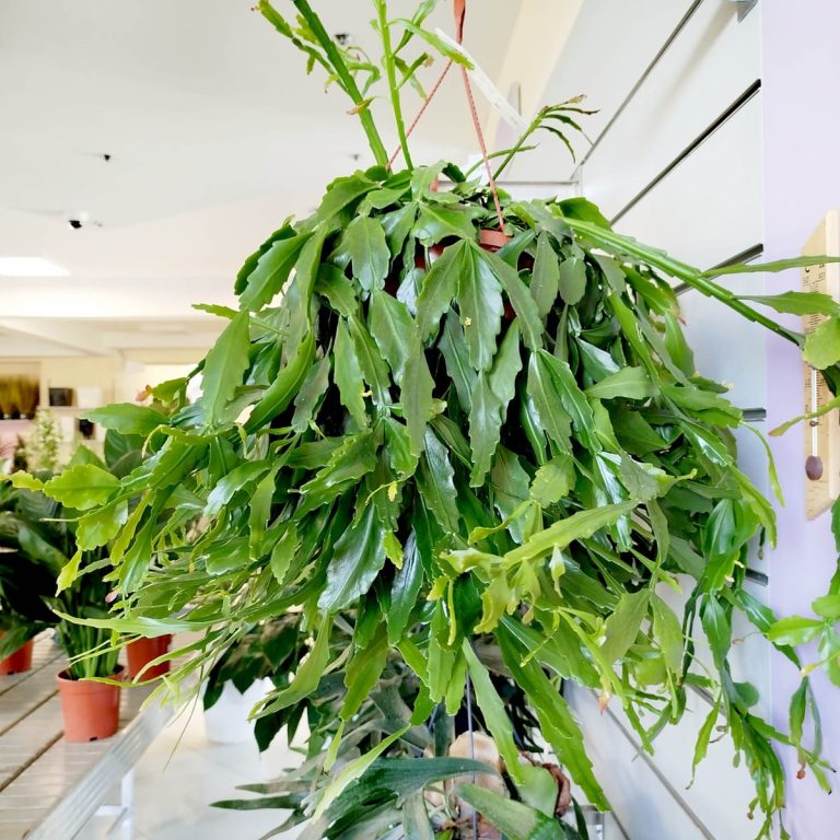 Patyczak, ripsalis (Rhipsalis crispata) 55cm