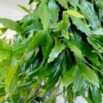 Patyczak, ripsalis (Rhipsalis crispata) 55cm