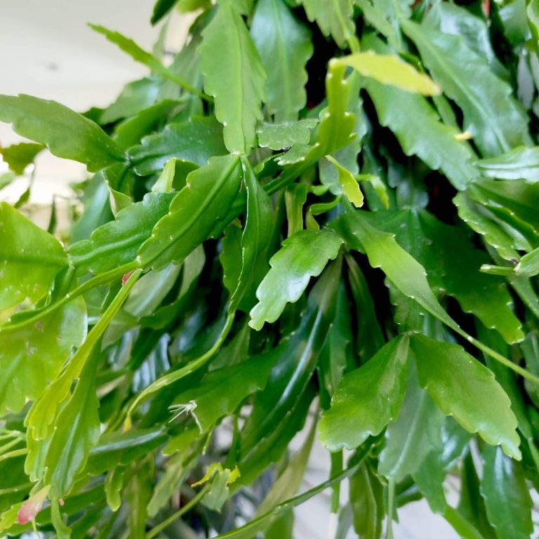 Patyczak, ripsalis (Rhipsalis crispata) 55cm