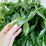 Patyczak, ripsalis (Rhipsalis crispata) 55cm