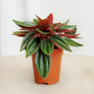 Peperomia kędzierzawa (Peperomia 'Rosso') 10cm