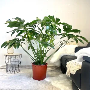 Filodendron (Philodendron 'Green Wonder') 150cm