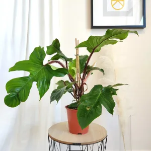 Filodendron (Philodendron squamiferum) 60cm
