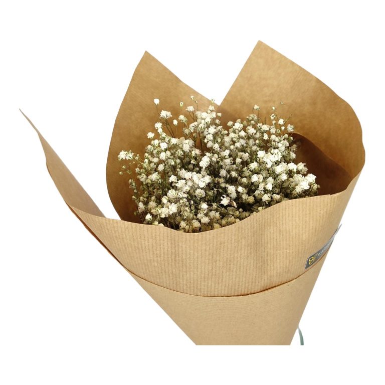 Gipsówka suszona biała