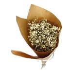 Gipsówka suszona biała