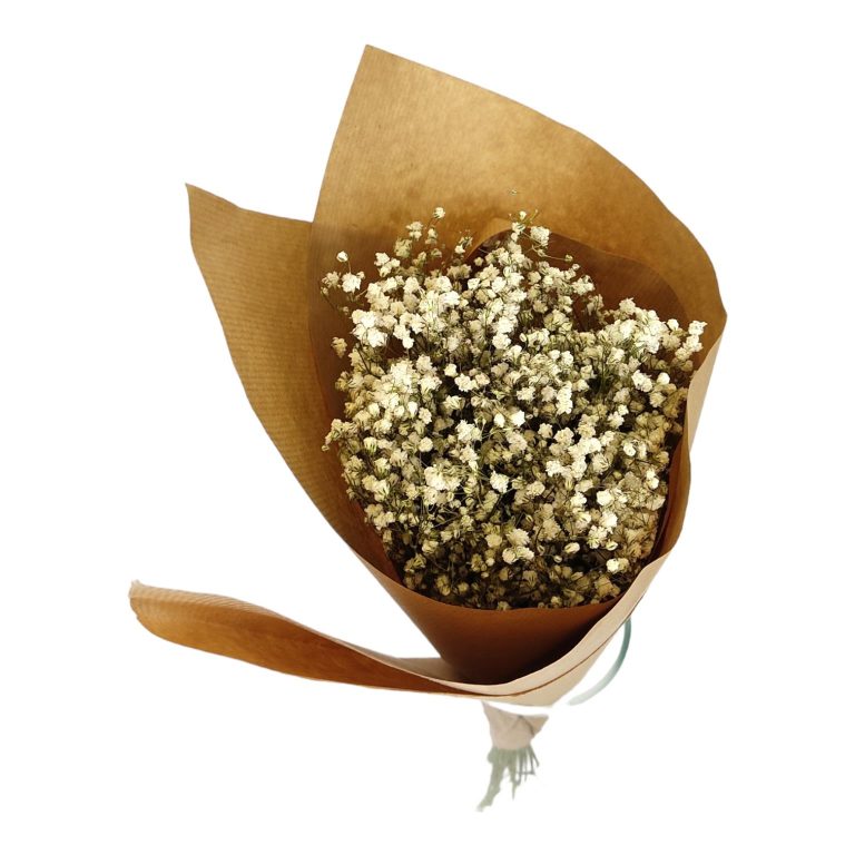 Gipsówka suszona biała