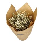 Gipsówka suszona biała