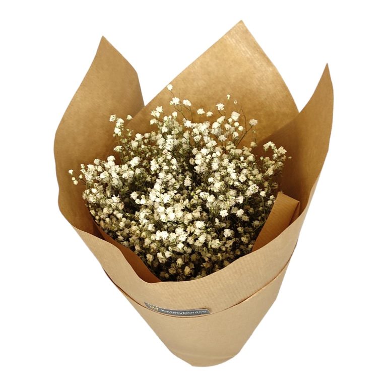 Gipsówka suszona biała