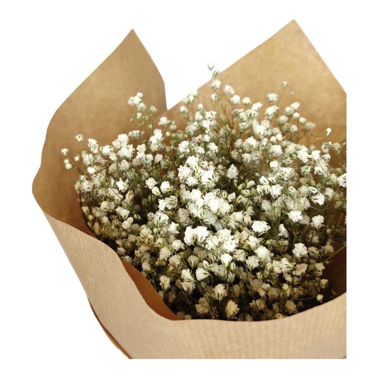 Gipsówka suszona biała