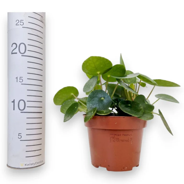Pilea, pieniążek (Pilea peperomioides) 20cm