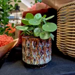 Pilea, pieniążek (Pilea peperomioides) 20cm