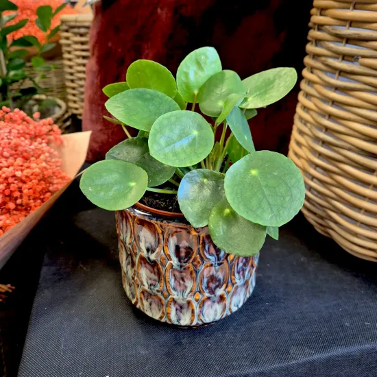 Pilea, pieniążek (Pilea peperomioides) 20cm