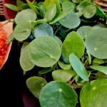 Pilea, pieniążek (Pilea peperomioides) 20cm