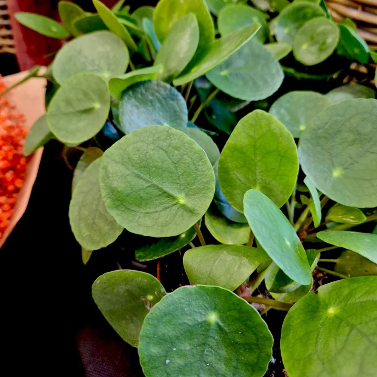 Pilea, pieniążek (Pilea peperomioides) 20cm