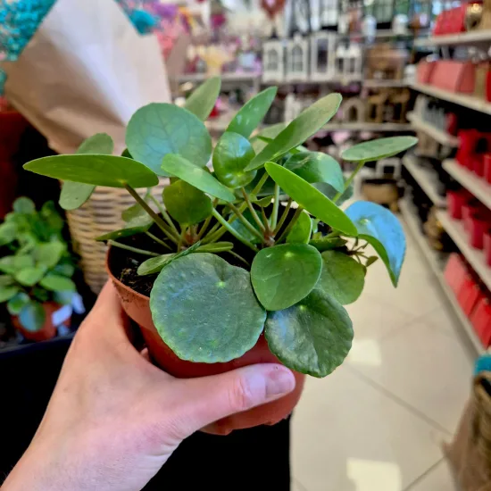 Pilea, pieniążek (Pilea peperomioides) 20cm