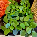 Pilea, pieniążek (Pilea peperomioides) 20cm